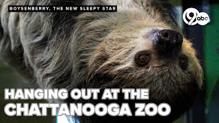 Visitors flock to see Boysenberry, Chattanooga Zoo's newest sleepy star