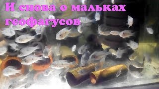 И снова о мальках геофагусов