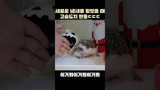 새로운 냄새를 맡은 고슴도치의 무서운 반응 ㄷㄷㄷ #shorts