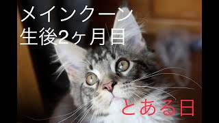 [子猫]メインクーン生後2ヶ月目のとある日-Maine Coon