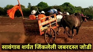 || Winner Racing bulls pair of Savgaav Bullock cart Race ||