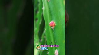 Pitaya Farming Technique #129 #farming #gardening #agriculture #dragonfruitcultivation #shorts #farm