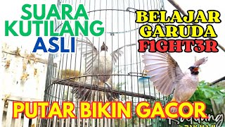 COCOK BUAT MASTERAN!  SUARA KUTILANG - BURUNG KUTILANG GACOR GARUDA - masteran kutilang full isian