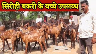 । Goat Farming। सिरोही बकरी के बच्चे उपलब्ध ।। Sirohi Goat kids Available ।। Sirohi Bakri ke Bacche