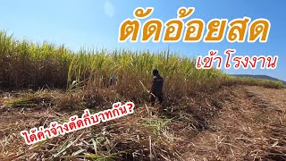 ตัดอ้อยสดเข้าโรงงาน ค่าจ้างตัดร้อยละ...บาท? | ส่องอีสาน EP.30