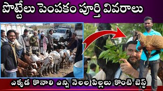 RAMs farming in Telugu | pottelu pempakam || పొట్టేలు పిల్లల పెంపకం