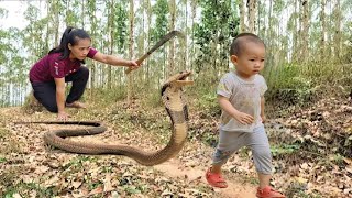Harvesting Melons Goes to the market sell - Snake Breaks Into House While Mother