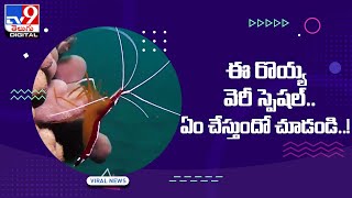 ఈ రొయ్య వెరీ స్పెషల్‌.. ఏం చేస్తుందో చూడండి..!  -TV9