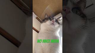 一週間なにもしない猫🐈　#cat #catlover #cute #pets #funny #ねこ動画 #猫のいる暮らし #マンチカン #nohacenada