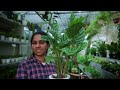 നിങ്ങൾ അന്വേഷിച്ചു നടന്ന indoor plants u0026 pots വൻ കളക്ഷൻസ് കണ്ടാലോ tipitaka plant nursery