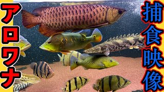 熱帯魚界のカリスマ的存在『１４歳アロワナ』の捕食シーンをご覧あれ！大型魚　asianarowana feeding worm