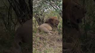 Maasai Mara Sightings Today 20/08/21 (Lions, Cheetah, Leopard, etc) | Zebra Plains | #Wildlife