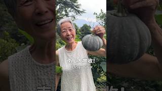 ㄌㄢˊ瓜大豐收🎃今夏最得意收成