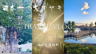 【東根市】日本一の大ケヤキ🌲道に迷って辿り着いた特別天然記念物