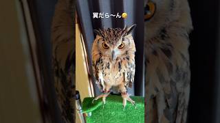 【へんな姿でもカッコつけてるラテちゃん🤣】 #癒し動画 #ミミズク #ふくろう #フクロウのいる暮らし #ベンガルワシミミズク #ラテ #owl