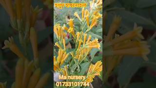 হলুদ হাছনেহেনা ফুল। #shortvideo #হলুদ হাছনেহেনা ফুল #viral #ma nursery #flower