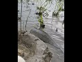 catfish amazingfishing fishing fish shortsvideo