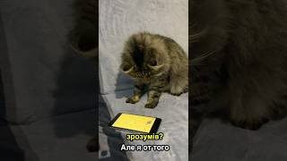 Маманчик що ти мені за забавку придумала? 🐈🐁🪤🤔 #catlover #funny #shorts #cat