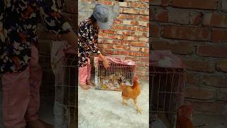 The girl releases chickens and chicks from a small chicken cool  #chickens #chickencoop #release