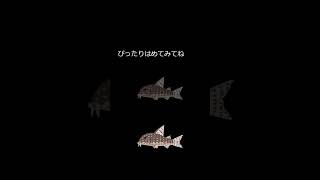 何て名前の魚でしょうか？（毒魚）答えは説明に書いてあるよ