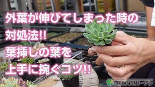 【多肉植物】外葉が伸びてしまった時の対処法!!葉挿しの葉を上手に捥ぐコツ!!【succulent】トロピカルガーデン