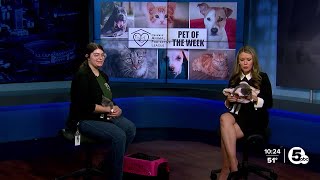 International Cat Show and Cleveland APL Pets of the Week