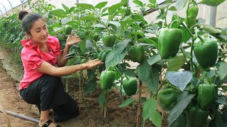 Country chefs: Harvest bell pepper and cooking  - Country style cooking