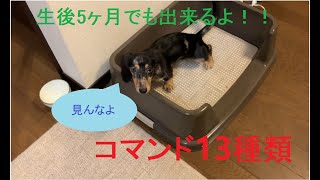 #2 パピー（生後5ヶ月）のコマンド13種類!!【ミニチュアダックスフンド】