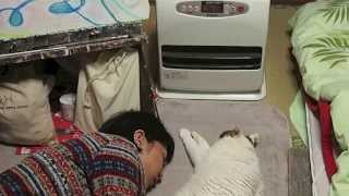 石油ファンヒーターで暖まる猫、朔 A Cat \u0026 Fan Heater