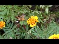 星蜂雀 ホシホウジャク ／ macroglossum pyrrhosticta