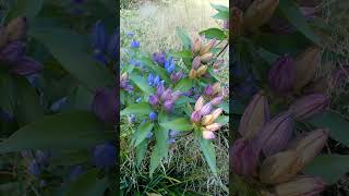 🌻⁵☆•³ Closed Bottle Gentian (Gentiana andrewsii) in Gentian Family (Gentianaceae)