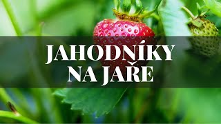 Jahodníky - péče na jaře