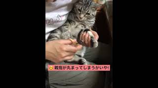 【猫の爪切り】必死の捻りで爪切りを拒否するアメショ #shorts #猫