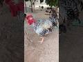 Meu galo caipira carijó de grande porte 😯🐓😱🤠