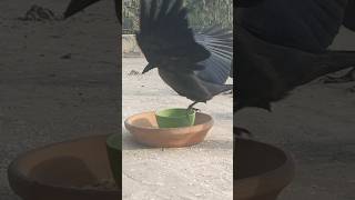 障害のあるカラス鳥が我が家の屋根の餌箱にやってくる #鳥 #鳥の鳴き声 #カラスの鳴き声 #ショートパンツ