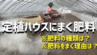 【いちご栽培 いちご農家】定植ハウスに肥料をまいていく