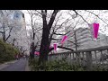 目黒駅から中目黒駅までの目黒川沿いを歩く　walk along the meguro river from meguro station to nakameguro station 2023.3.27