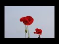 東秩父 天空のポピー poppy