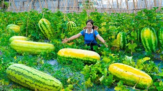 Harvesting Melon Goes To Market Sell | Cooking And Gardening | Lý Hương Song