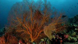 The Coral Triangle - Protecting the Most Diverse Reefs on Earth