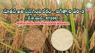 నూతన అతి సన్నగింజ రకం - జగిత్యాల వరి - 3  Newly Released Rice Variety JGL 27356