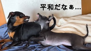 今日も元気なジロとさくら【ミニピン】【イタグレ】