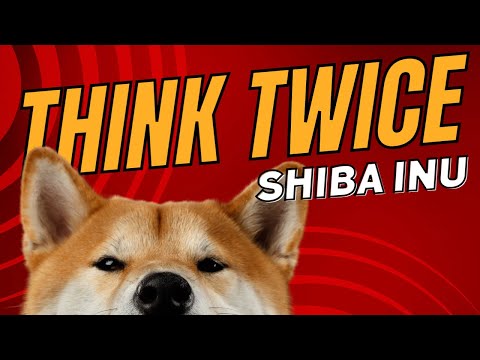 Top 5 Reasons to Not Get a Shiba Inu Dog – Dogs 101
