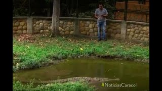Un caimán llanero tenía en la mira a una periodista | Noticias Caracol
