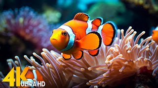 Aquarium 4K  (ULTRA HD) 🐠 Beautiful Coral Reef Fish - Relaxing Sleep Meditation