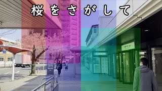 桜をさがして。金山～鶴舞～御器所～桜山(A trip to find cherry blossoms)｜名古屋市｜街歩き