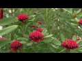 The Garden Gurus - Iconic Australian Natives