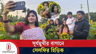 দর্শনার্থীদের আড্ডায় প্রাণবন্ত সূর্যমুখীর বাগান | Sunflower Garden | Independent TV