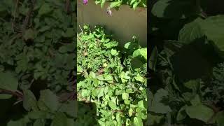 Petunia Flowers#Herbs : Mint leaf, oregano, thyme#Araluen Bitanic Park#Perth-Western Australia