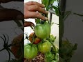 ДЛЯ КОЛЛЕКЦИОНЕРОВ ПЕРЕСОРТ НЕ ВСЕГДА РАДОСТЬ 🍅🍅🍅